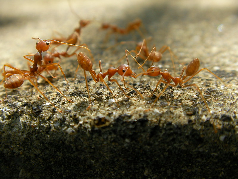 Representative Image: A close-up view of red ants, possibly fire ants or weaver ants, interacting with each other on a rough surface. Photo Source: Marufish (CC BY-SA 2.0)