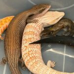 some of the suspected scheduled endangered live lizards seized.