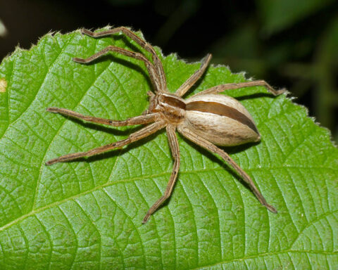 Represntavtive image: Huntsman Spider (Pseudomicrommata longipes), Photo Source: Bernard DUPONT,License: CC BY-SA 2.0