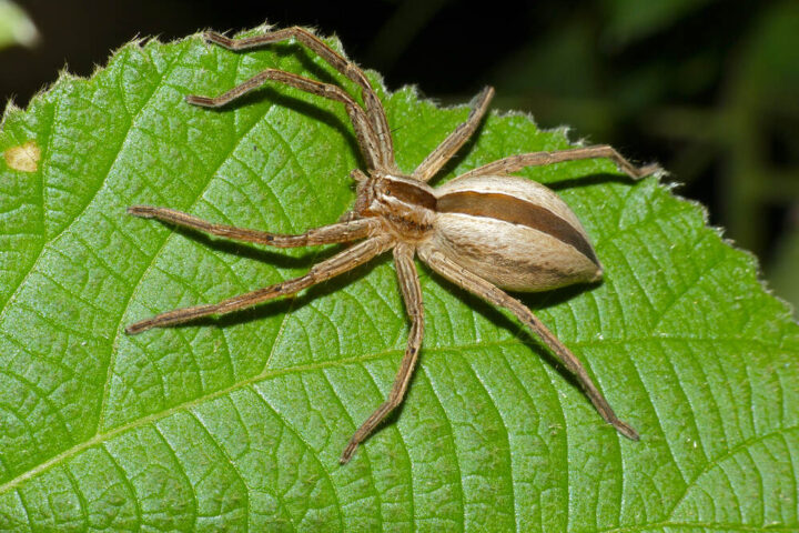 Represntavtive image: Huntsman Spider (Pseudomicrommata longipes), Photo Source: Bernard DUPONT,License: CC BY-SA 2.0