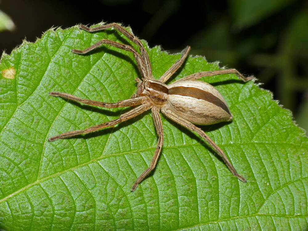 Represntavtive image: Huntsman Spider (Pseudomicrommata longipes), Photo Source: Bernard DUPONT,License: CC BY-SA 2.0