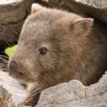 Representative Image. Wombat Among Rocks.