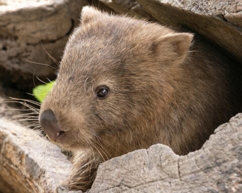 Representative Image. Wombat Among Rocks.