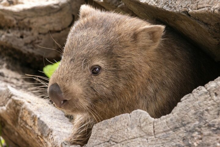 Representative Image. Wombat Among Rocks.