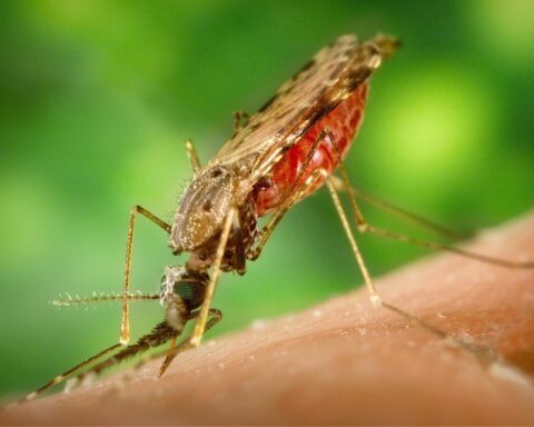 Representative Image. A mosquito feeding on human skin. Photo Source - Picryl (CCO 1.0)