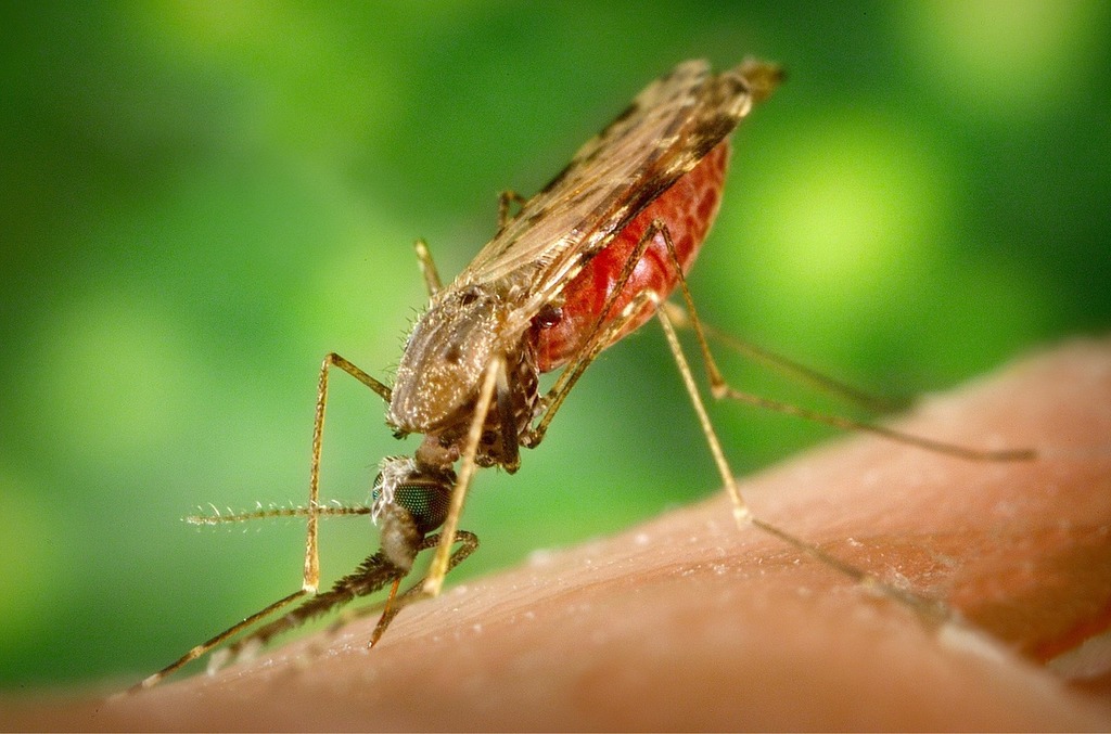 Representative Image. A mosquito feeding on human skin. Photo Source - Picryl (CCO 1.0)