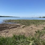 Representative image: Wharton Point, Brunswick, Maine. Sources: Seasider53, License: CC BY-SA 4.0