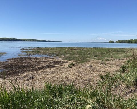 Representative image: Wharton Point, Brunswick, Maine. Sources: Seasider53, License: CC BY-SA 4.0