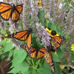 Monarch butterflies, Photo Source: Collette Adkins (Biological Diversity)