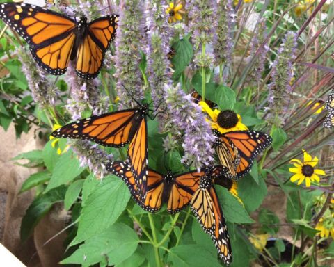 Monarch butterflies, Photo Source: Collette Adkins (Biological Diversity)