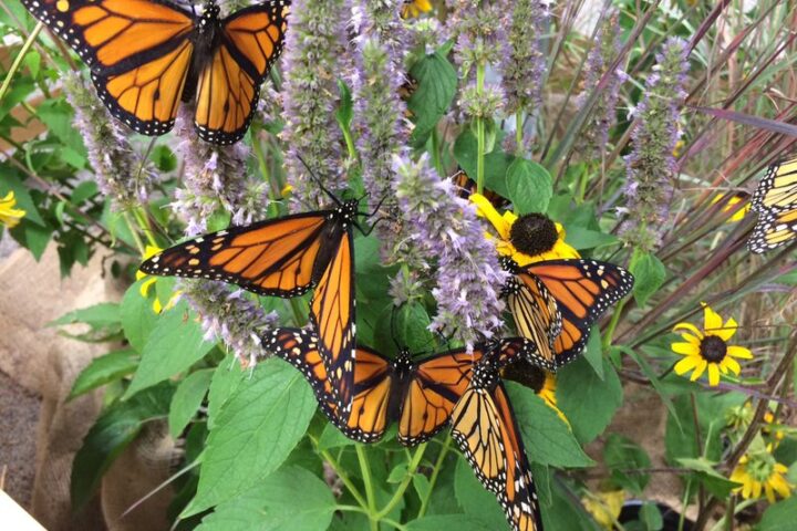 Monarch butterflies, Photo Source: Collette Adkins (Biological Diversity)