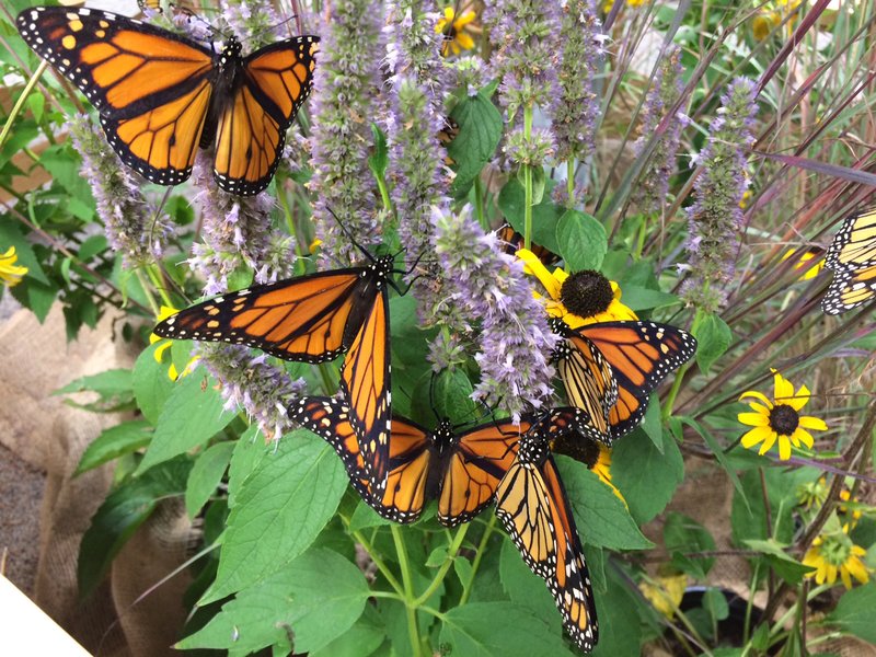 Monarch butterflies, Photo Source: Collette Adkins (Biological Diversity)