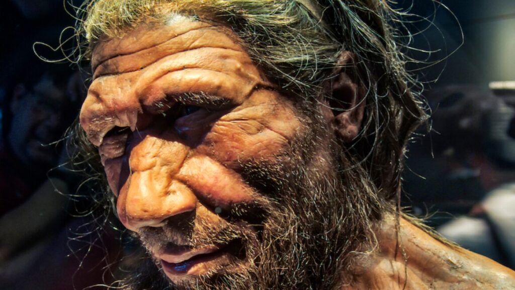 A lifelike model of a Neanderthal. Photo Source: Neil Howard.