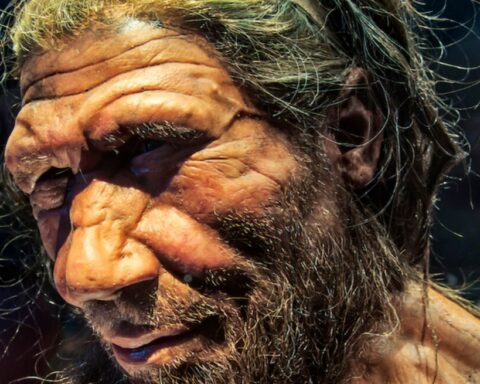 A lifelike model of a Neanderthal. Photo Source: Neil Howard.