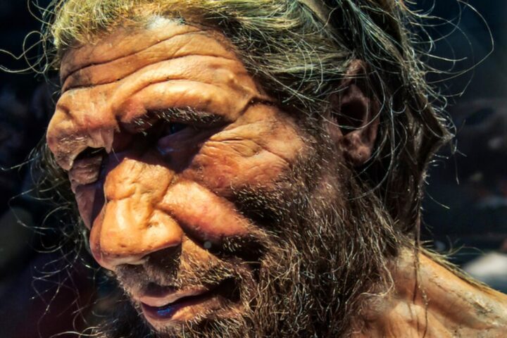 A lifelike model of a Neanderthal. Photo Source: Neil Howard.