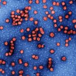 Representative Image. Hepatitis B Virus. Photo Source: NIAID (CC BY 2.0)