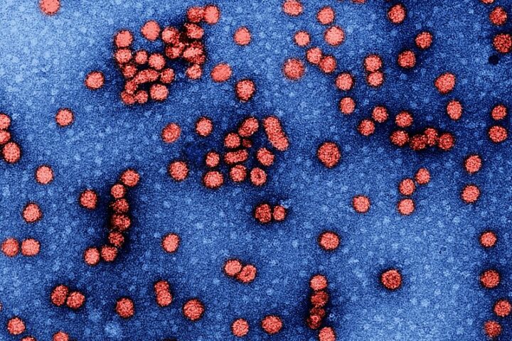 Representative Image. Hepatitis B Virus. Photo Source: NIAID (CC BY 2.0)