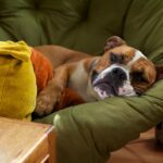 Representative Image: Dog in the image looks very relaxed and is lying down on a comfortable green cushioned chair. Photo Source: Joselito Tagarao (CC BY-NC 2.0)