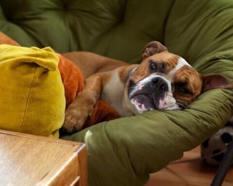 Representative Image: Dog in the image looks very relaxed and is lying down on a comfortable green cushioned chair. Photo Source: Joselito Tagarao (CC BY-NC 2.0)