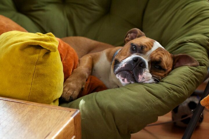 Representative Image: Dog in the image looks very relaxed and is lying down on a comfortable green cushioned chair. Photo Source: Joselito Tagarao (CC BY-NC 2.0)