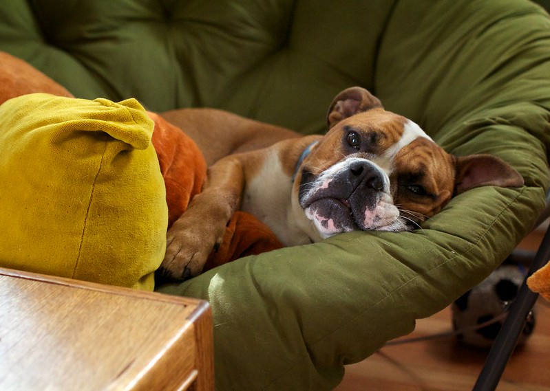 Representative Image: Dog in the image looks very relaxed and is lying down on a comfortable green cushioned chair. Photo Source: Joselito Tagarao (CC BY-NC 2.0)