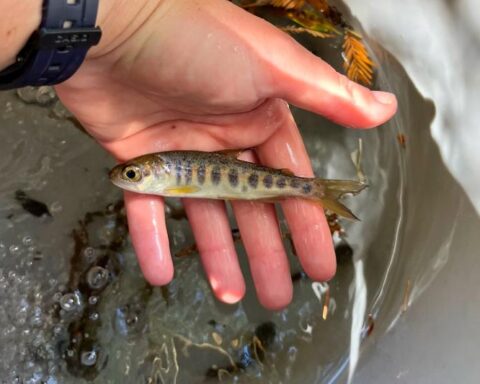 Juvenile CCC Coho salmon collected during monitoring.Photo Source:CDFW