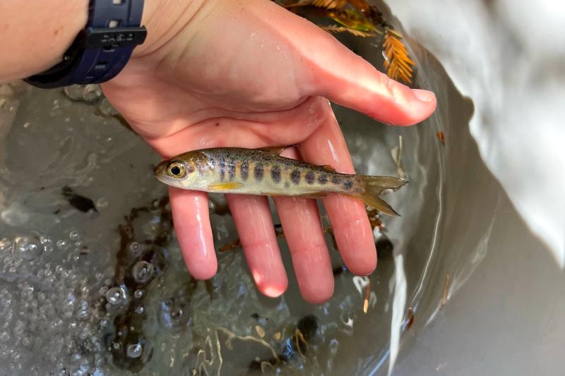 Juvenile CCC Coho salmon collected during monitoring.Photo Source:CDFW