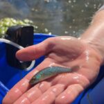 A male Barrens topminnow displaying spawning colors during a stream survey performed. Photo Source: Abigail Harris/USFWS