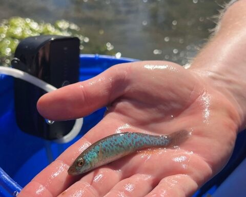 A male Barrens topminnow displaying spawning colors during a stream survey performed. Photo Source: Abigail Harris/USFWS