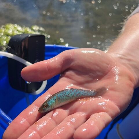 A male Barrens topminnow displaying spawning colors during a stream survey performed. Photo Source: Abigail Harris/USFWS