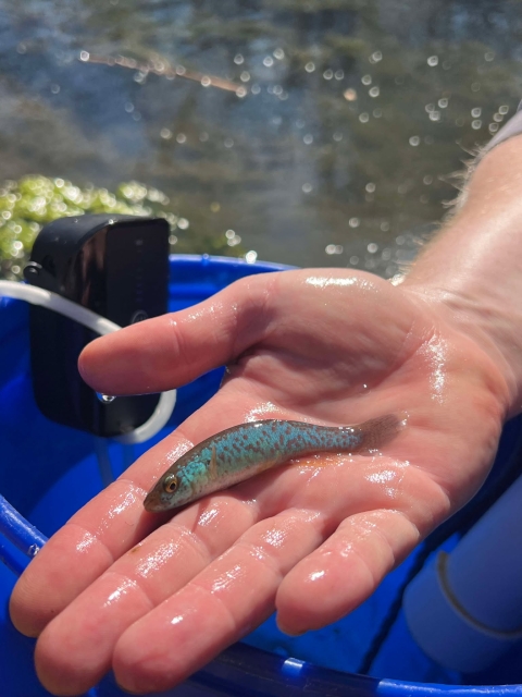 A male Barrens topminnow displaying spawning colors during a stream survey performed. Photo Source: Abigail Harris/USFWS