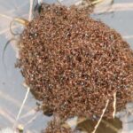 Representative Image. Red Imported Fire Ants (Solenopsis invicta) - caught in a flood.