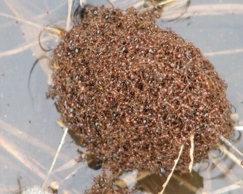 Representative Image. Red Imported Fire Ants (Solenopsis invicta) - caught in a flood.