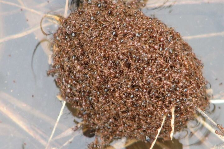 Representative Image. Red Imported Fire Ants (Solenopsis invicta) - caught in a flood.