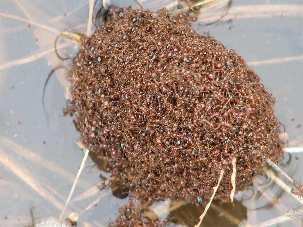 Representative Image. Red Imported Fire Ants (Solenopsis invicta) - caught in a flood.