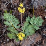 Ochoco lomatium under the Endangered Species.Photo Source:The Center for Biological Diversity is a national.