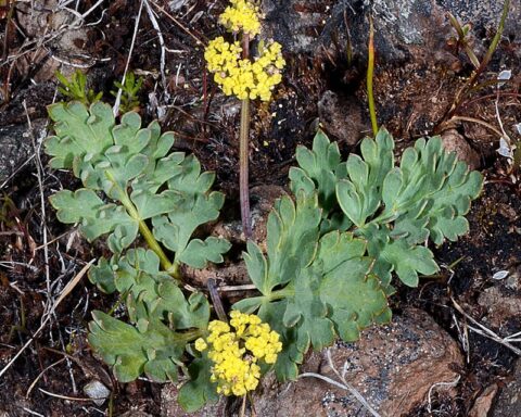 Ochoco lomatium under the Endangered Species.Photo Source:The Center for Biological Diversity is a national.