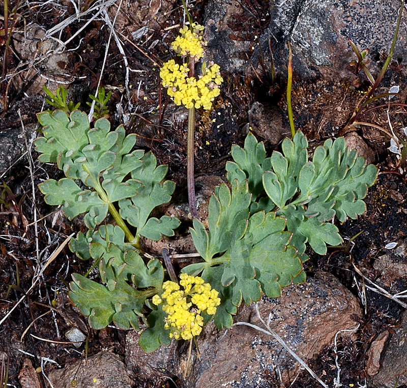 Ochoco lomatium under the Endangered Species.Photo Source:The Center for Biological Diversity is a national.