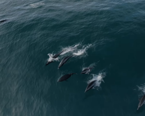 Representative Image. Dolphins swimming gracefully in the ocean. Photo Source - Monterey Bay Whale Watch (Facebook)