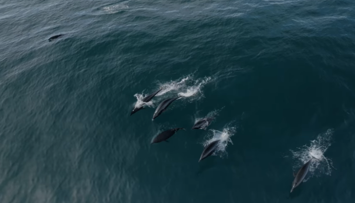 Representative Image. Dolphins swimming gracefully in the ocean. Photo Source - Monterey Bay Whale Watch (Facebook)