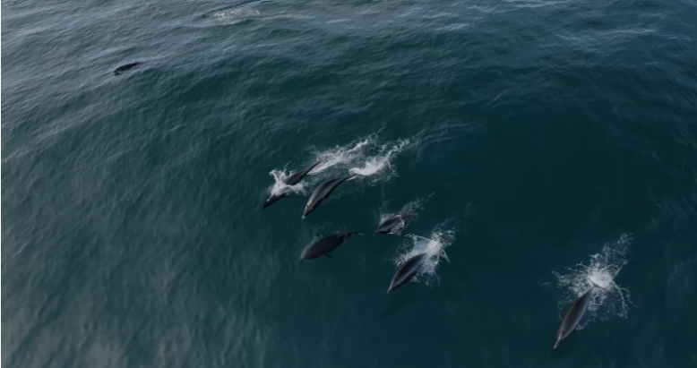 Representative Image. Dolphins swimming gracefully in the ocean. Photo Source - Monterey Bay Whale Watch (Facebook)