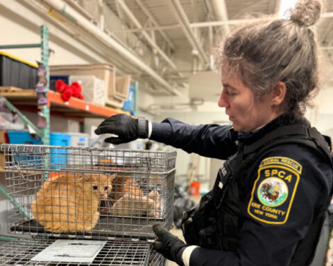 Animal rescue officer saves cats. Photo Source: The SPCA Serving Erie County, NY (Facebook).