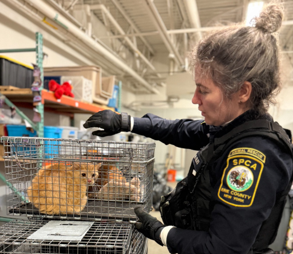 Animal rescue officer saves cats. Photo Source: The SPCA Serving Erie County, NY (Facebook).