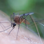 Representative Image: A mosquito feeding on human skin. Photo Source: (animalia.bio/aedes-cinereus)