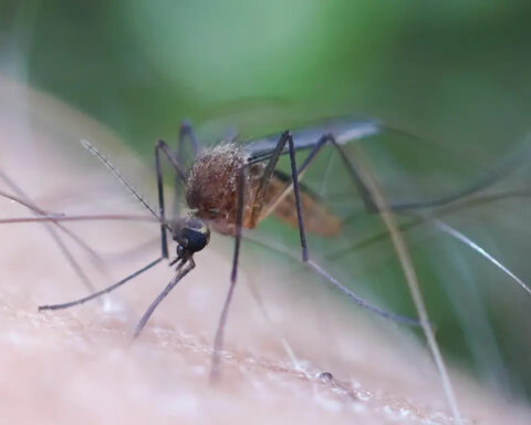 Representative Image: A mosquito feeding on human skin. Photo Source: (animalia.bio/aedes-cinereus)