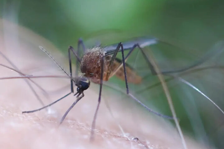 Representative Image: A mosquito feeding on human skin. Photo Source: (animalia.bio/aedes-cinereus)