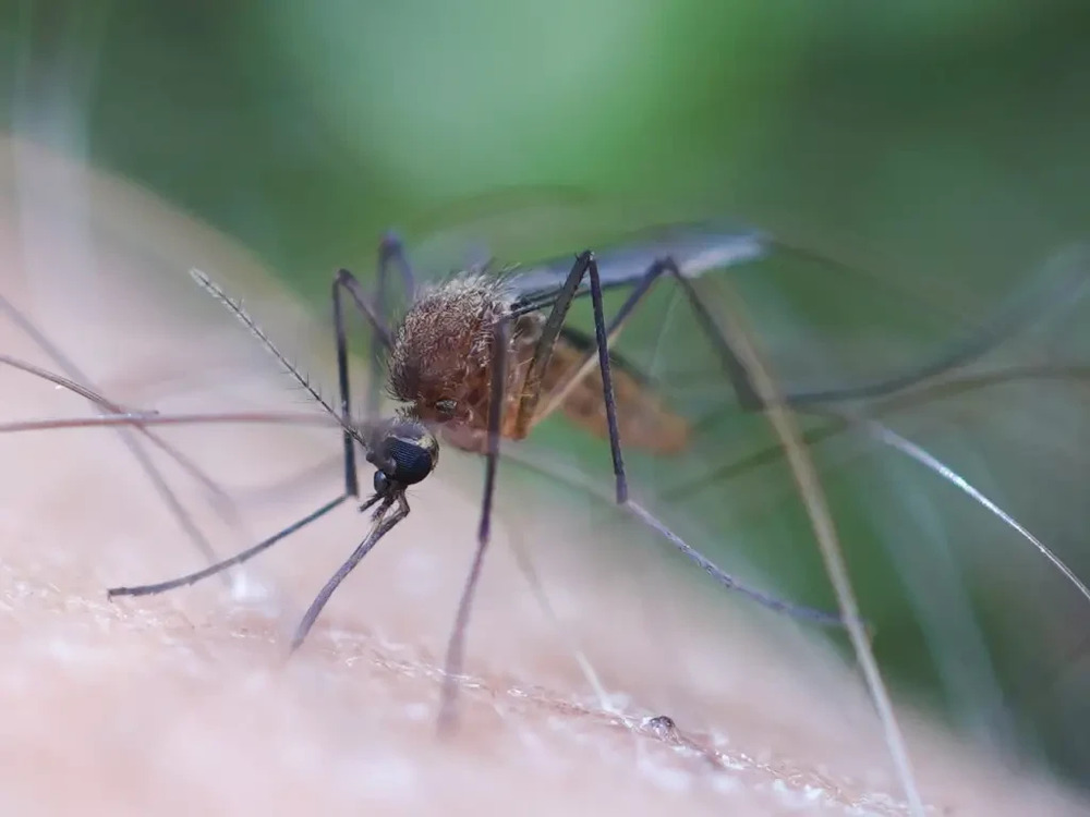 Representative Image: A mosquito feeding on human skin. Photo Source: (animalia.bio/aedes-cinereus)