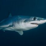 Representative Image. Grey Shark Swimming in Blue Waters. Photo Source: Ben Phillips (Pexels)