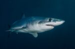 Representative Image. Grey Shark Swimming in Blue Waters. Photo Source: Ben Phillips (Pexels)