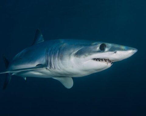 Representative Image. Grey Shark Swimming in Blue Waters. Photo Source: Ben Phillips (Pexels)